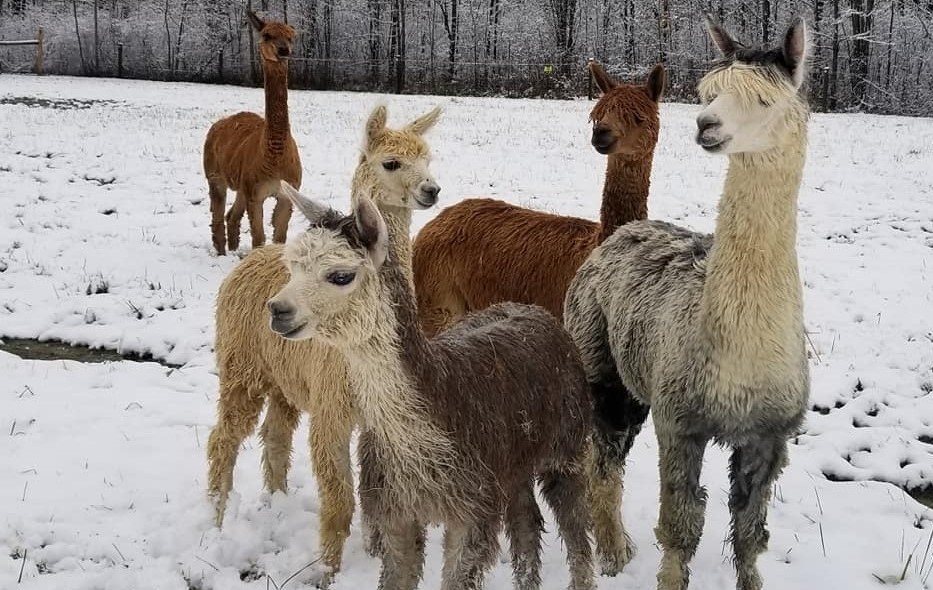 group of alpacas on snowy field at Cricket Meadows farms