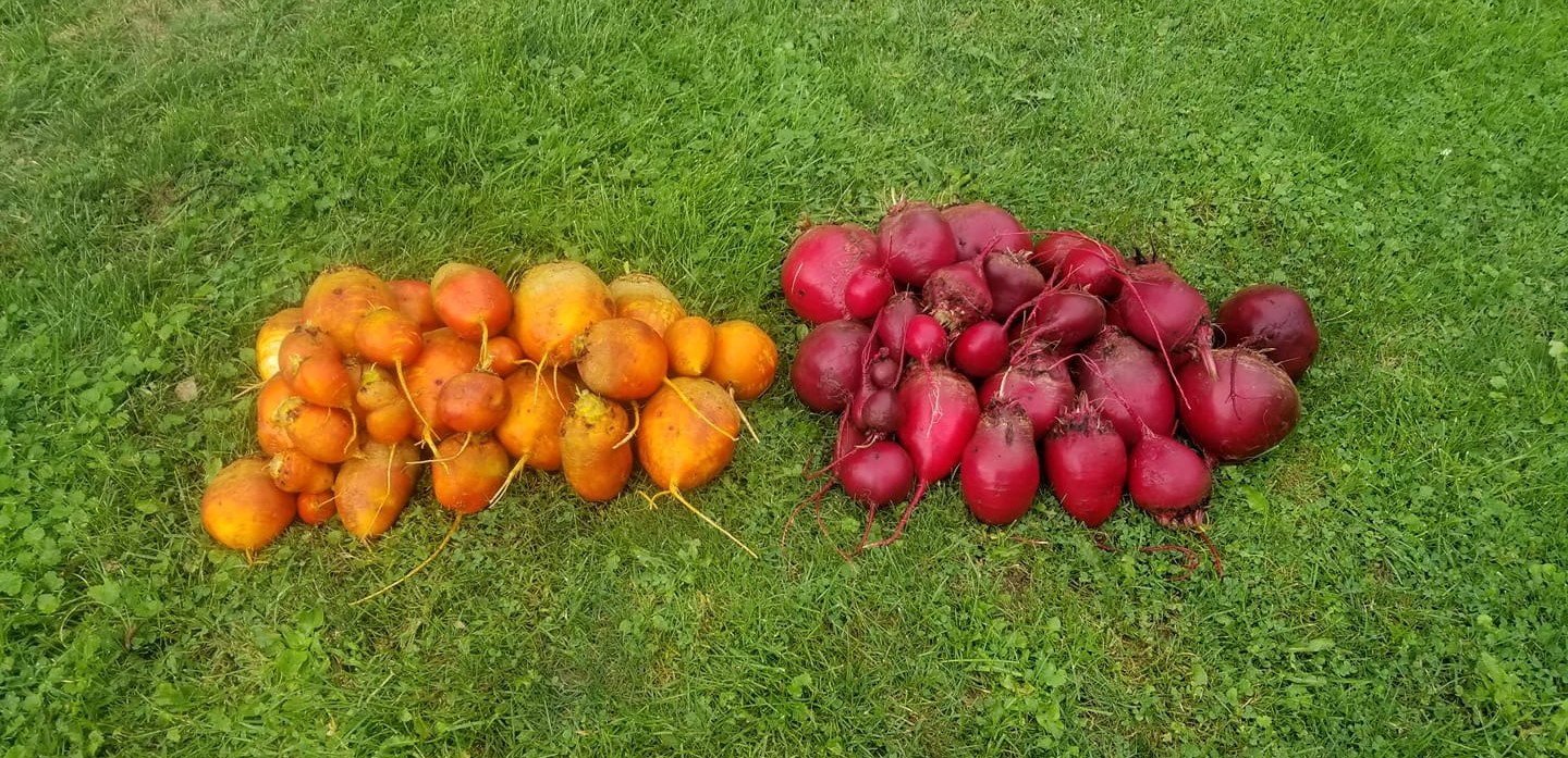 beets grown at Cricket Meadows Farm