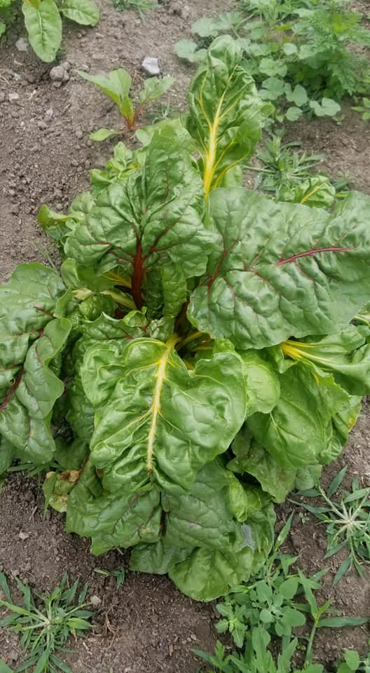 lettuce growing at Cricket Meadows Farm