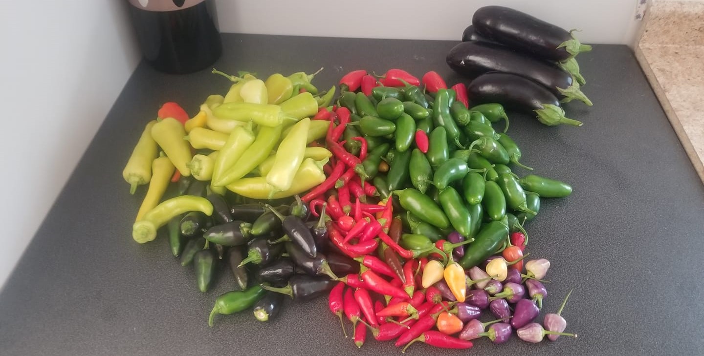 assorted peppers and zuccini grown at Cricket Meadows Farm